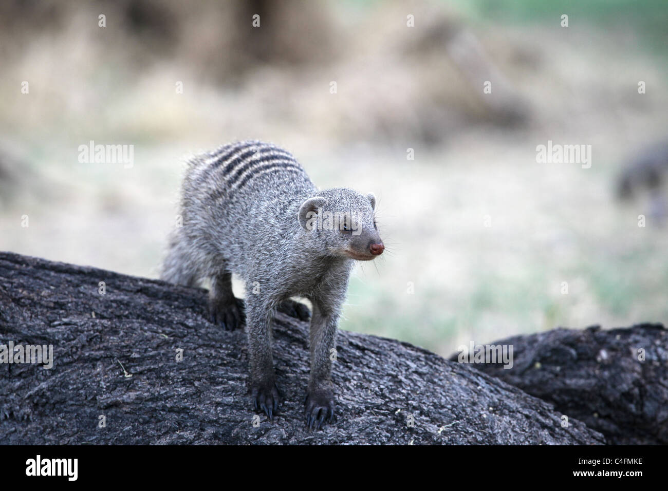 Banded mongoose (Mungos mungo) in Etosha National Park, Namibia Stock Photo