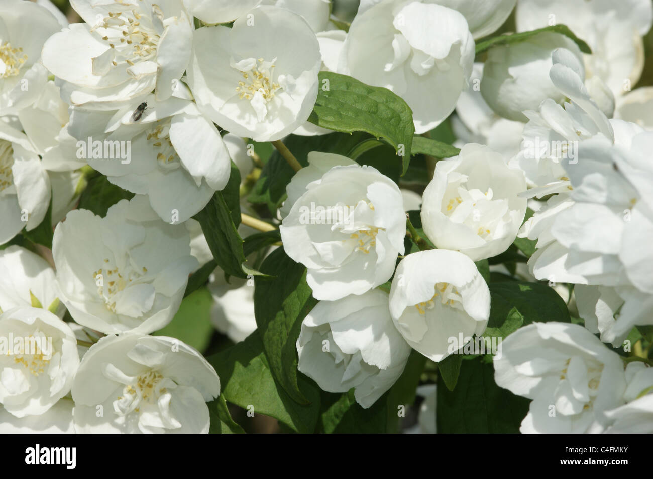 Philadelphus 'Virginal' Stock Photo