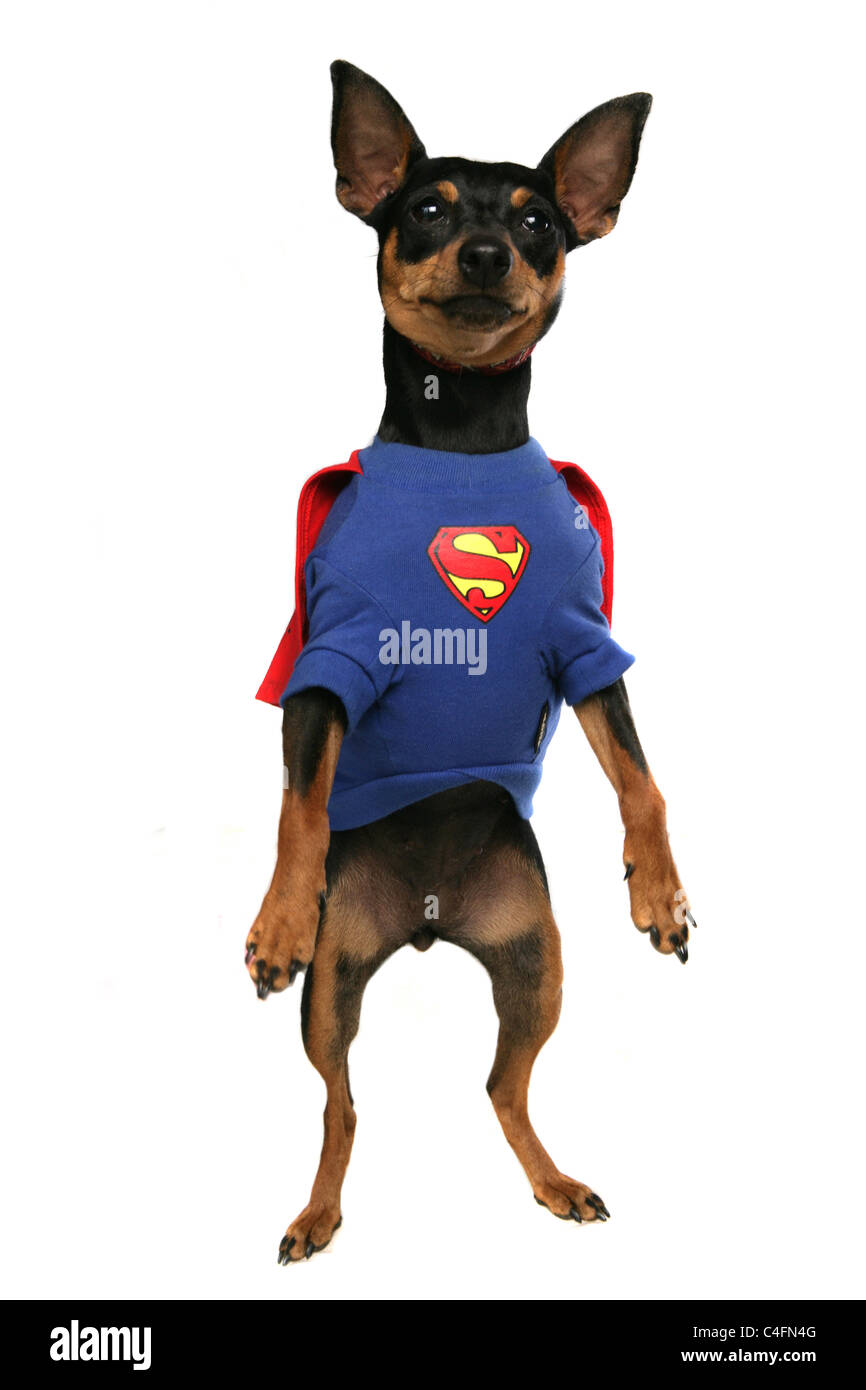 Dog wearing superman fancy dress Stock Photo
