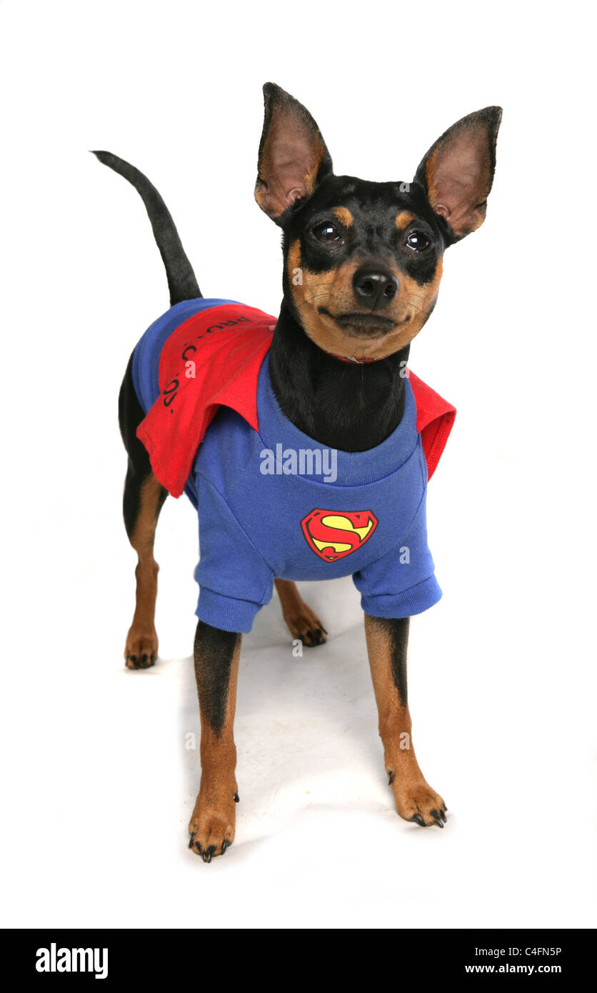 Dog wearing superman fancy dress Stock Photo