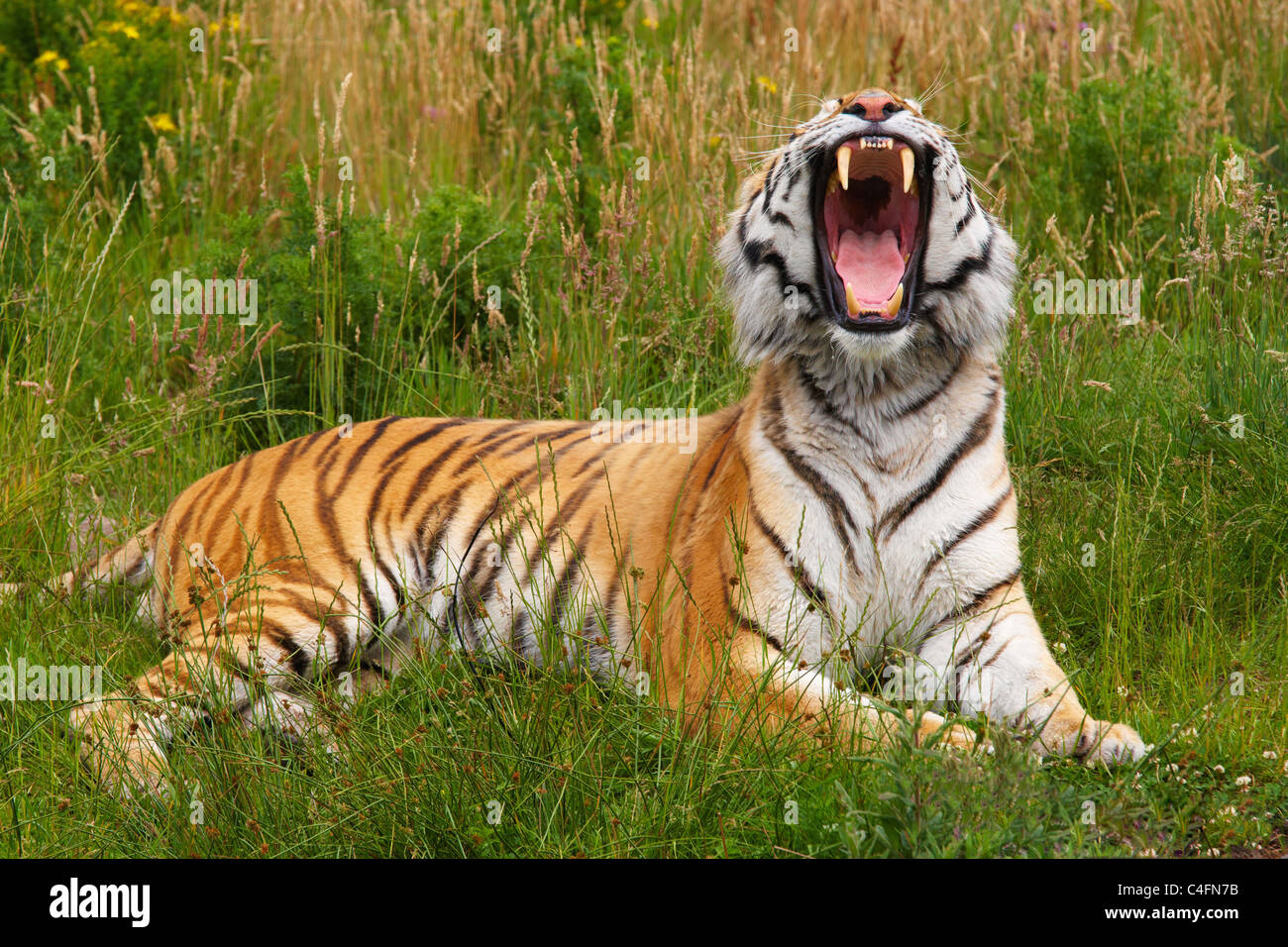 Yawning Siberian tiger lying in the grass Stock Photo