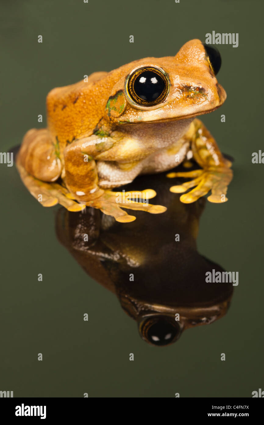 Marbled Reed Frog/ Painted Reed Frog (Hyperolius marmoratus) sat with mirror like reflection in water Stock Photo