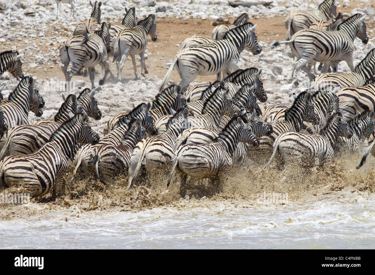 Animal stampede hi-res stock photography and images - Alamy