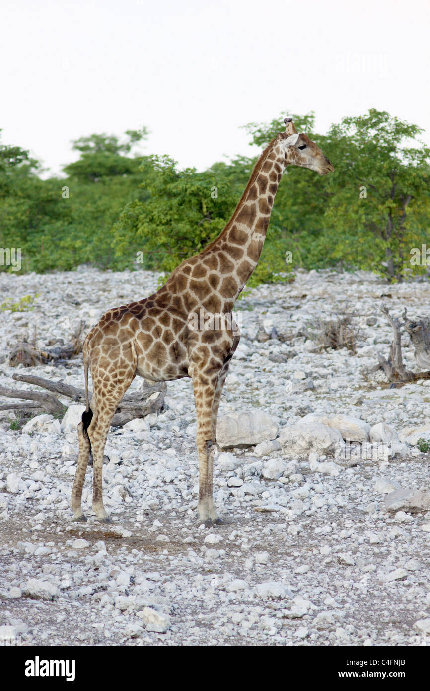 Angolan Giraffe (Giraffa camelopardalis angolensis) in Etosha NP, Namibia. Stock Photo