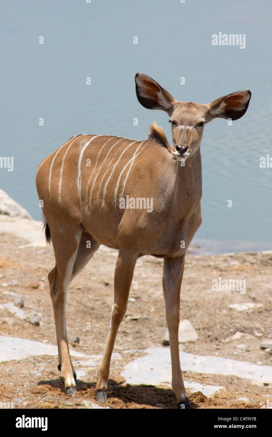 Female Greater Kudu (Tragelaphus strepsiceros), Etosha NP, Namibia Stock  Photo - Alamy