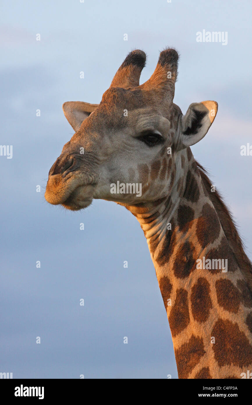 Angolan giraffe in Etosha NP, Namibia Stock Photo