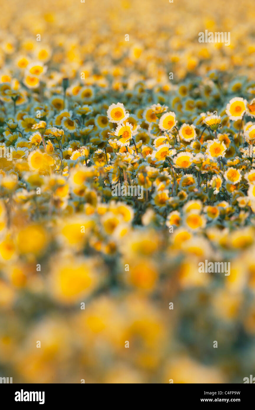 Tidy-Tips (Layia platyglossa) (Asteraceae) Carrizo Plain National Monument, California APRIL Stock Photo