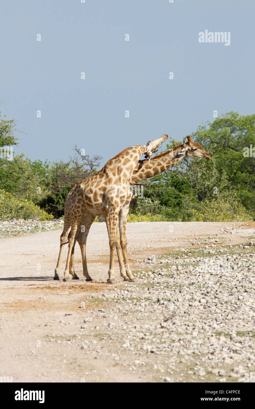 Male Angolan giraffe necking in battle in Etosha NP, Namibia Stock Photo