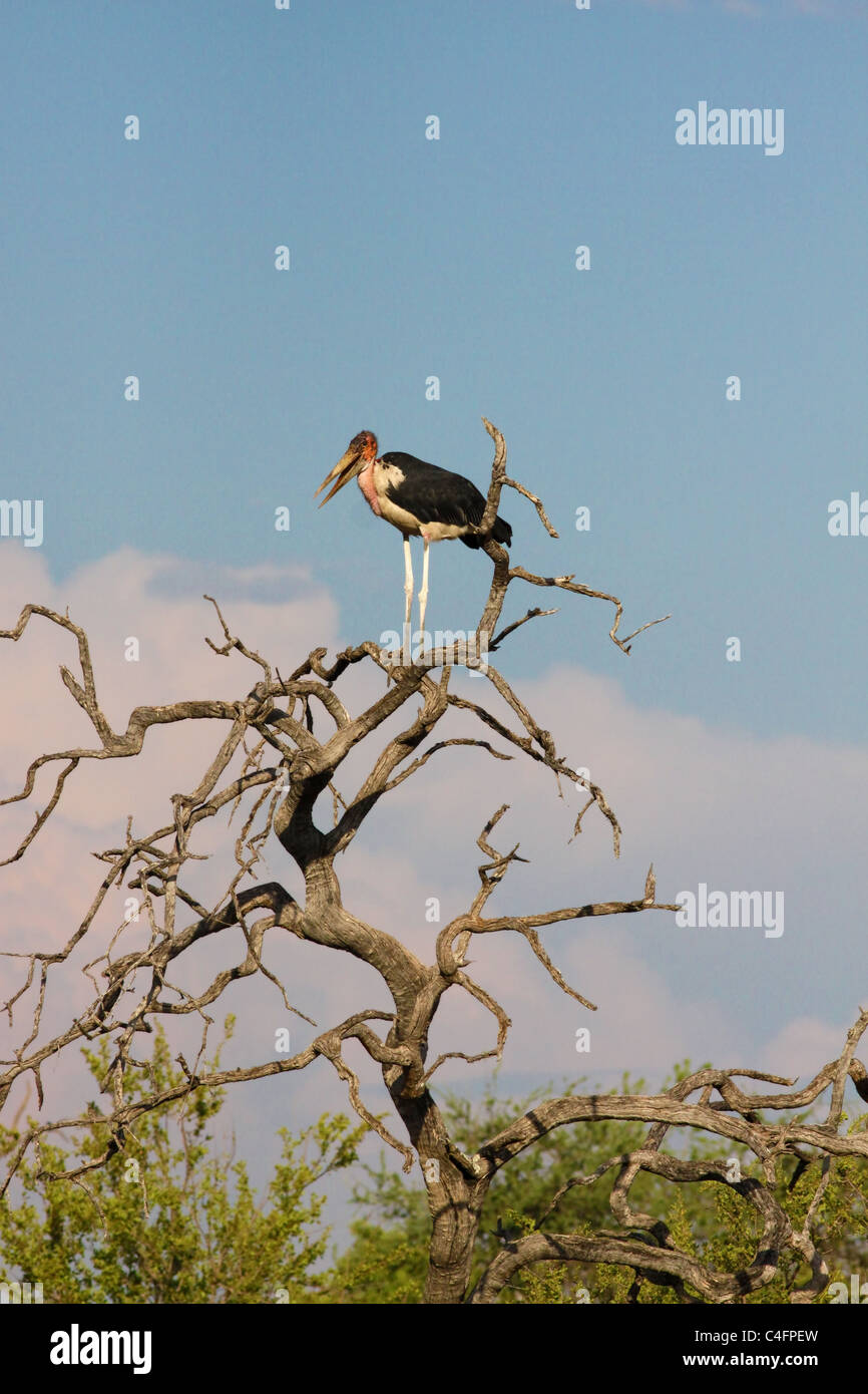 Marabou Stork (Leptoptilos crumeniferus) in a dead tree, Etosha NP, Namibia. Stock Photo