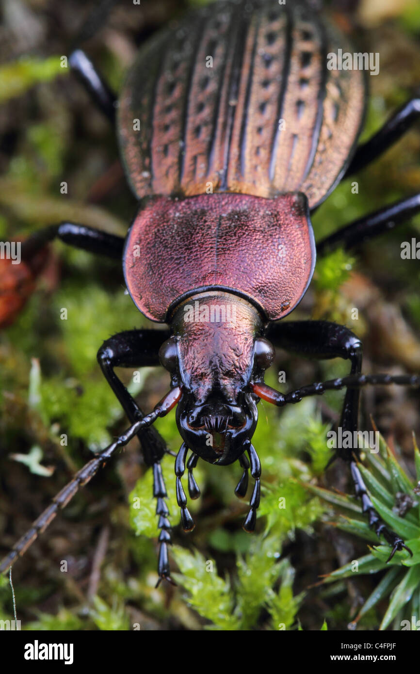 The ground beetle Carabus cancellatus. the species is becoming rare in large parts of western Europe. Stock Photo