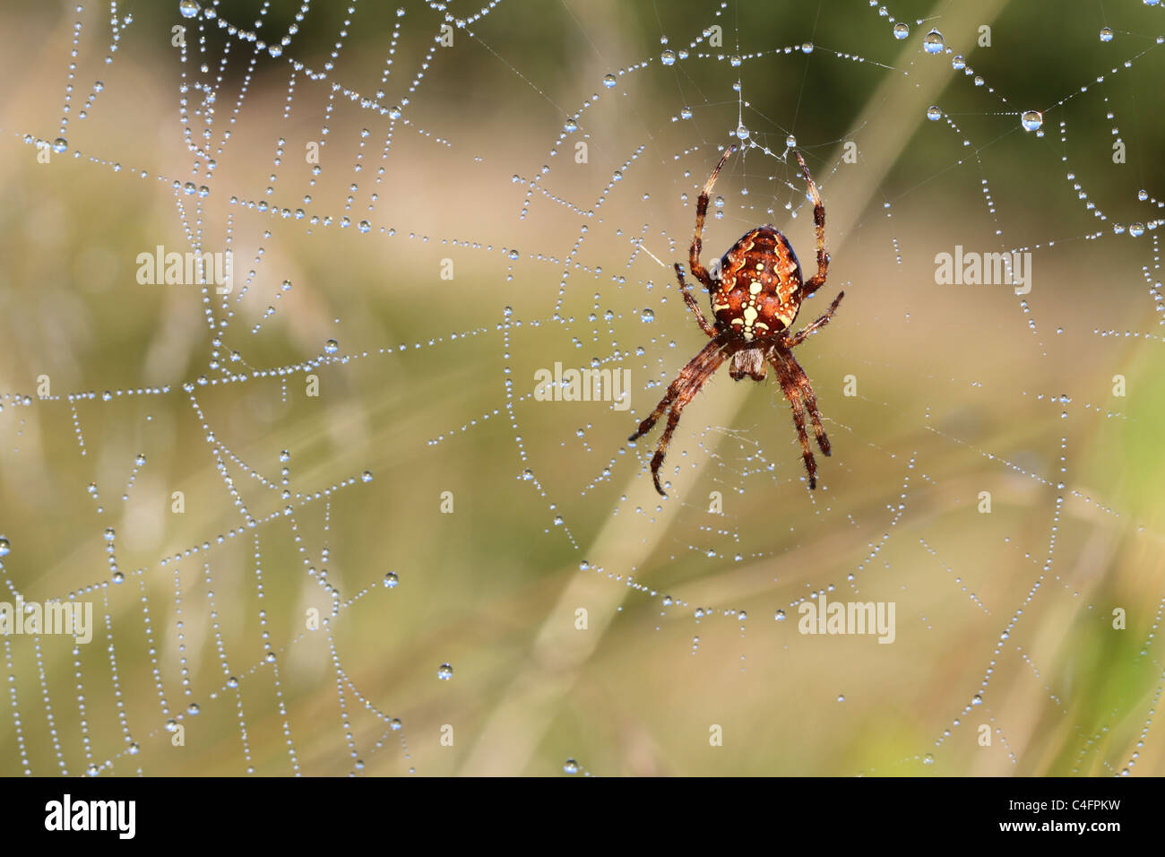 European Garden Spider (Araneus diadematus) Stock Photo