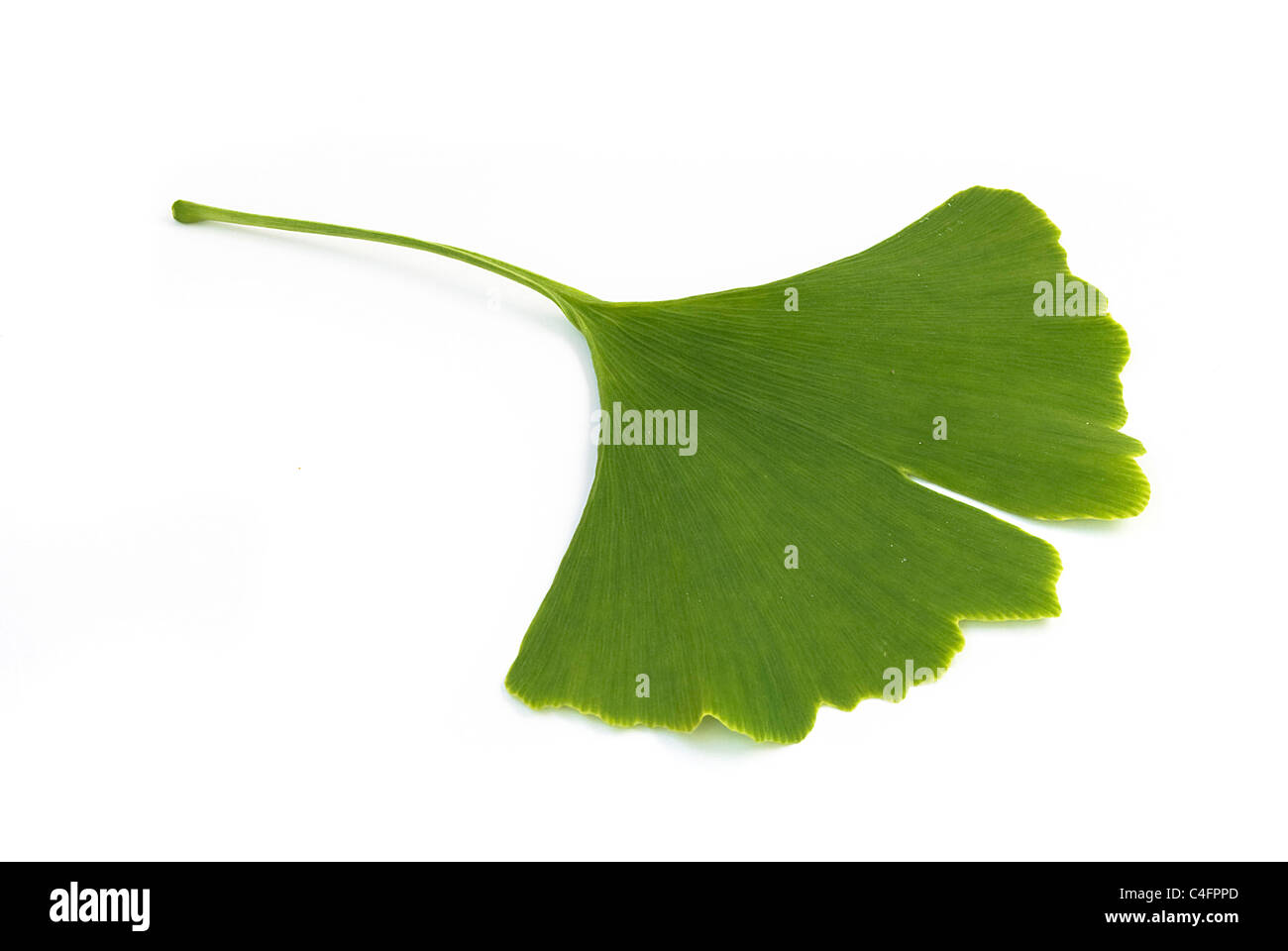 Ginkgo Leaf in Green main image 1