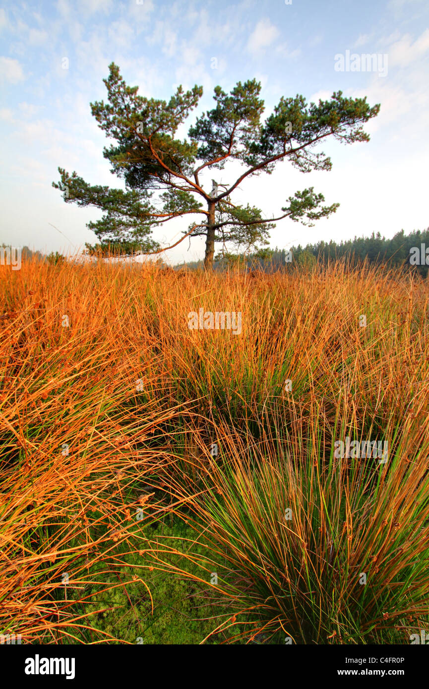 HDR image of a Scots Pine (Pinus sylvestris) and Soft Rush (Juncus effusus) Stock Photo