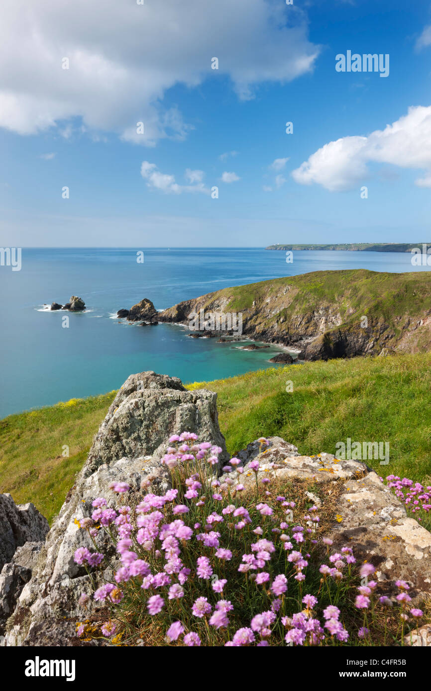 Sea thrift flowering on the clifftops above Carrick Luz, with views to the Lizard, Cornwall, England. Spring (May) 2011. Stock Photo