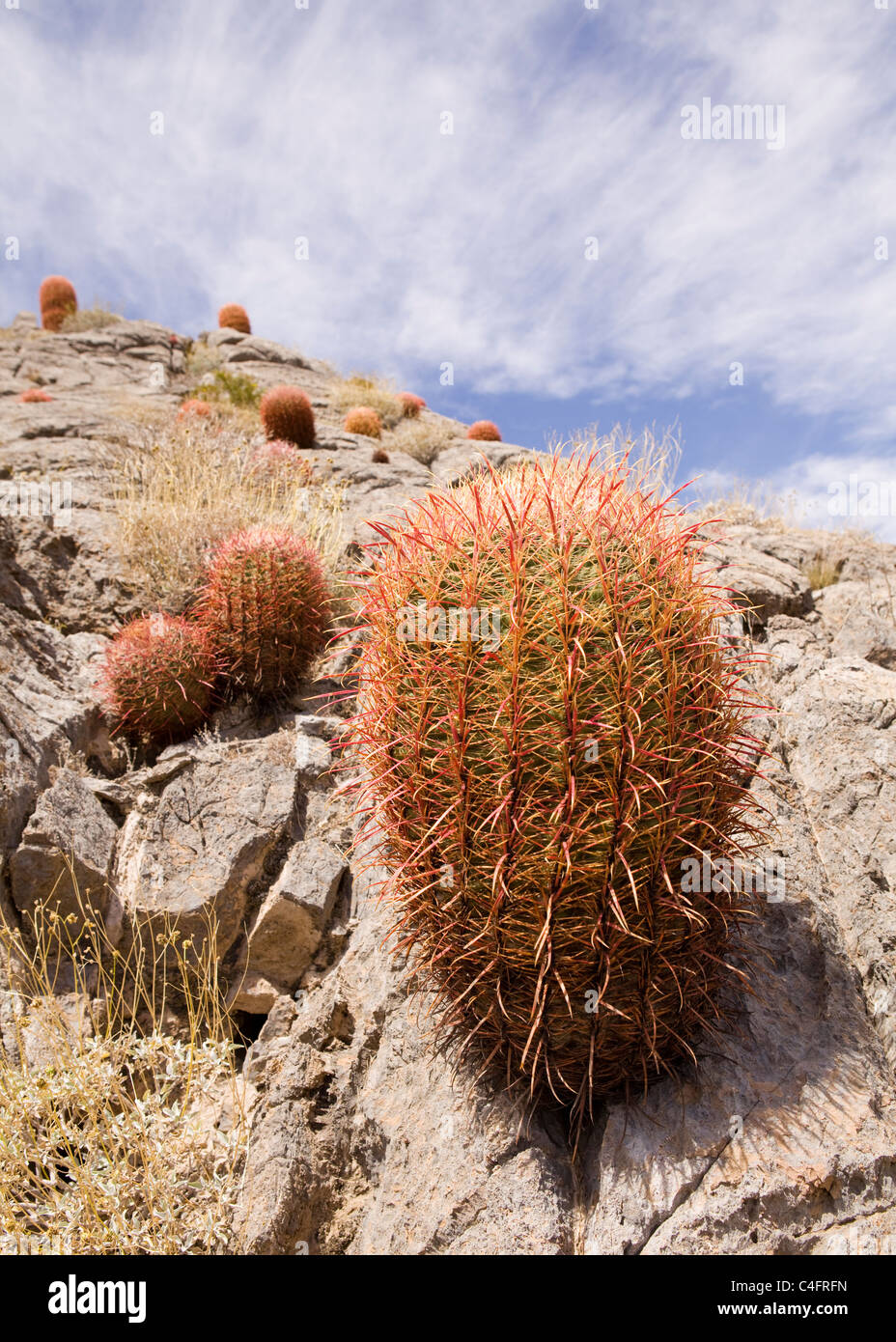 A group of barrel cacti in its natural habitat (Ferocactus cylindraceus ) Mojave desert
