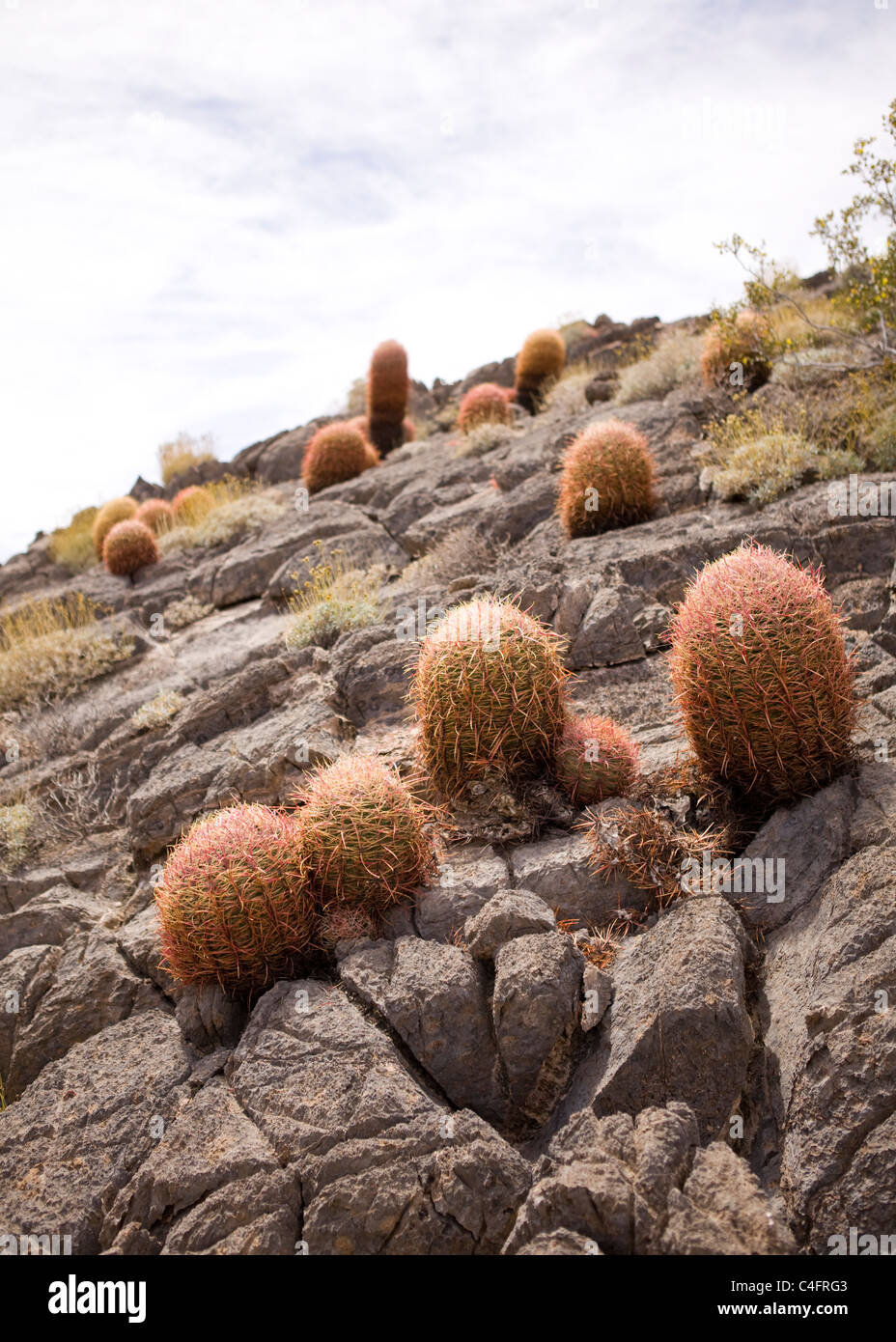 File:Cactus en su hábitat natural.jpg - Wikimedia Commons