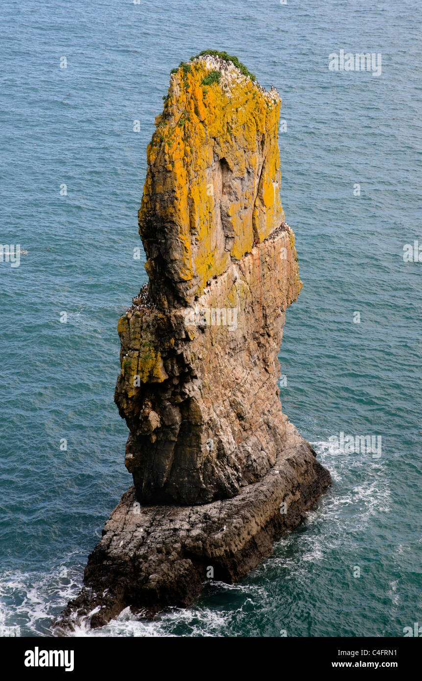 A sea stack at Elegug in the Pembrokeshire National Park Stock Photo