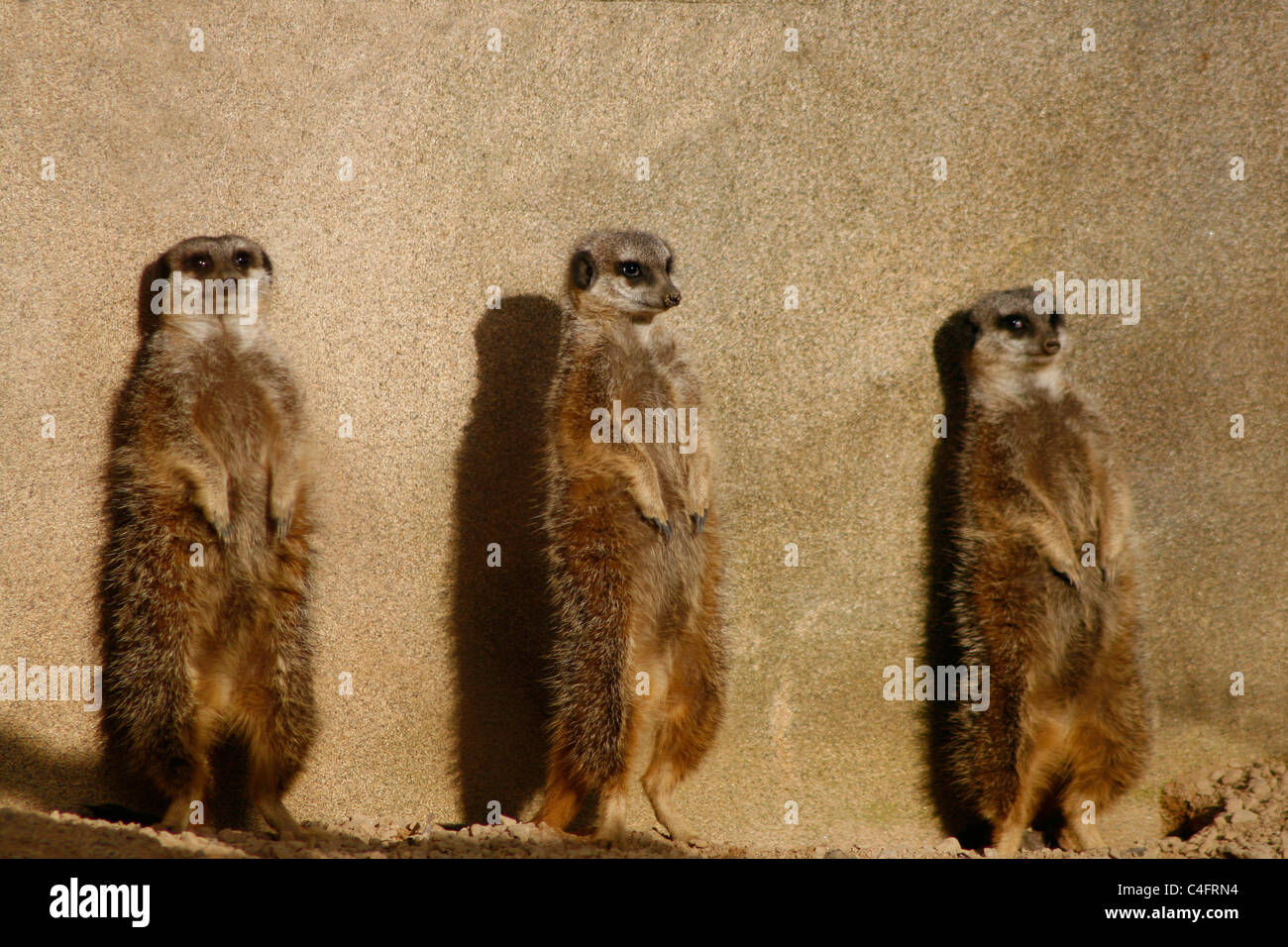3 meerkats on the lookout. Stock Photo