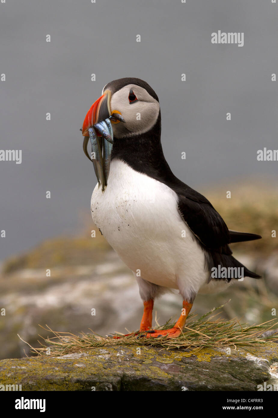 Puffin, Fratercula arctica returns with sand eels to feed it's young Stock Photo