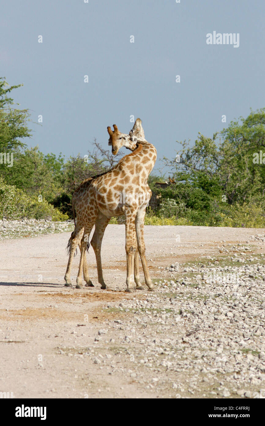 Male Angolan giraffe necking in battle in Etosha NP, Namibia Stock Photo