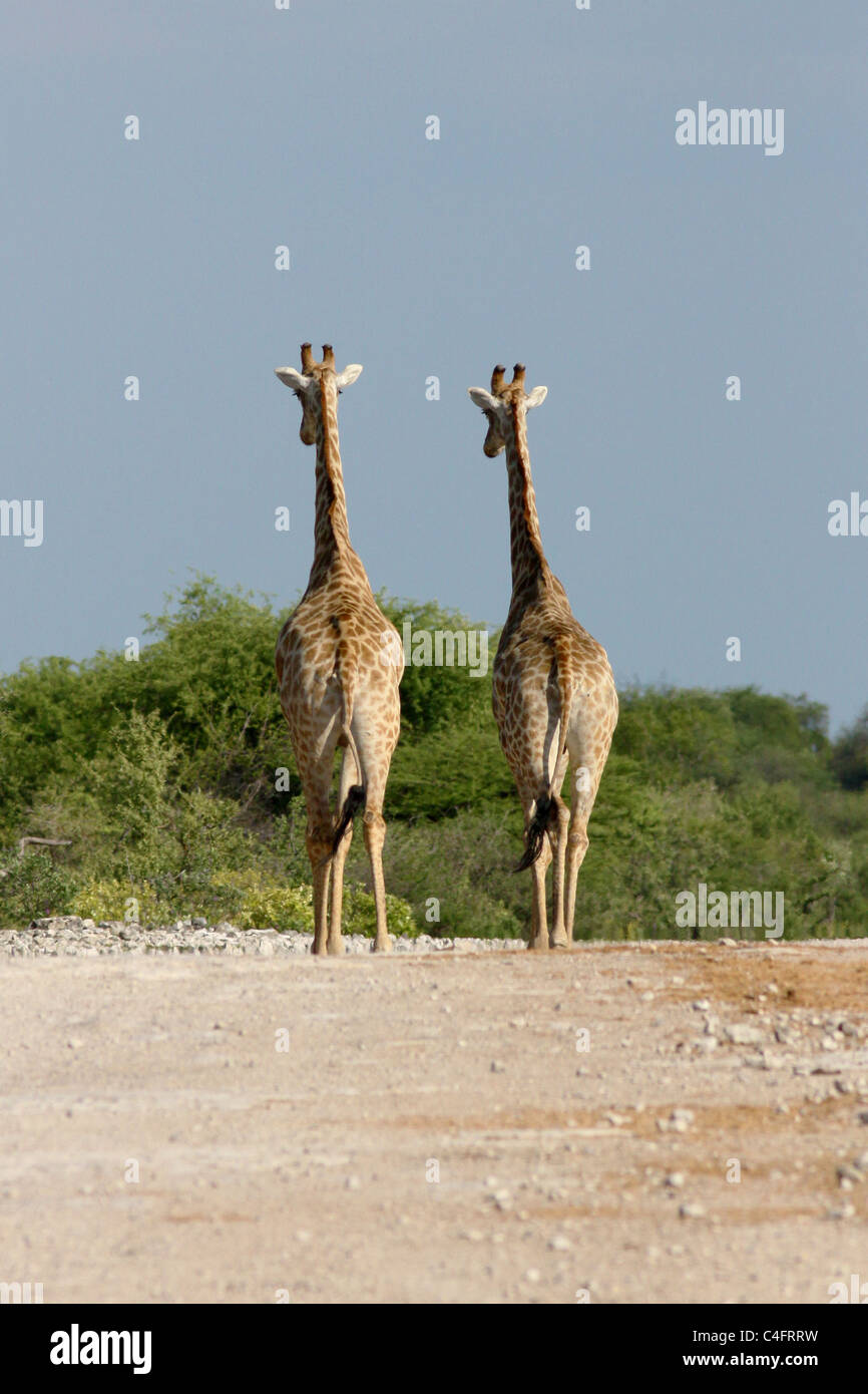 Male Angolan giraffe sizing each other up for a challenge, in Etosha NP, Namibia Stock Photo