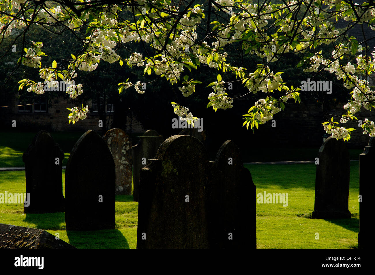 Blossom and gravestones in a graveyard Stock Photo