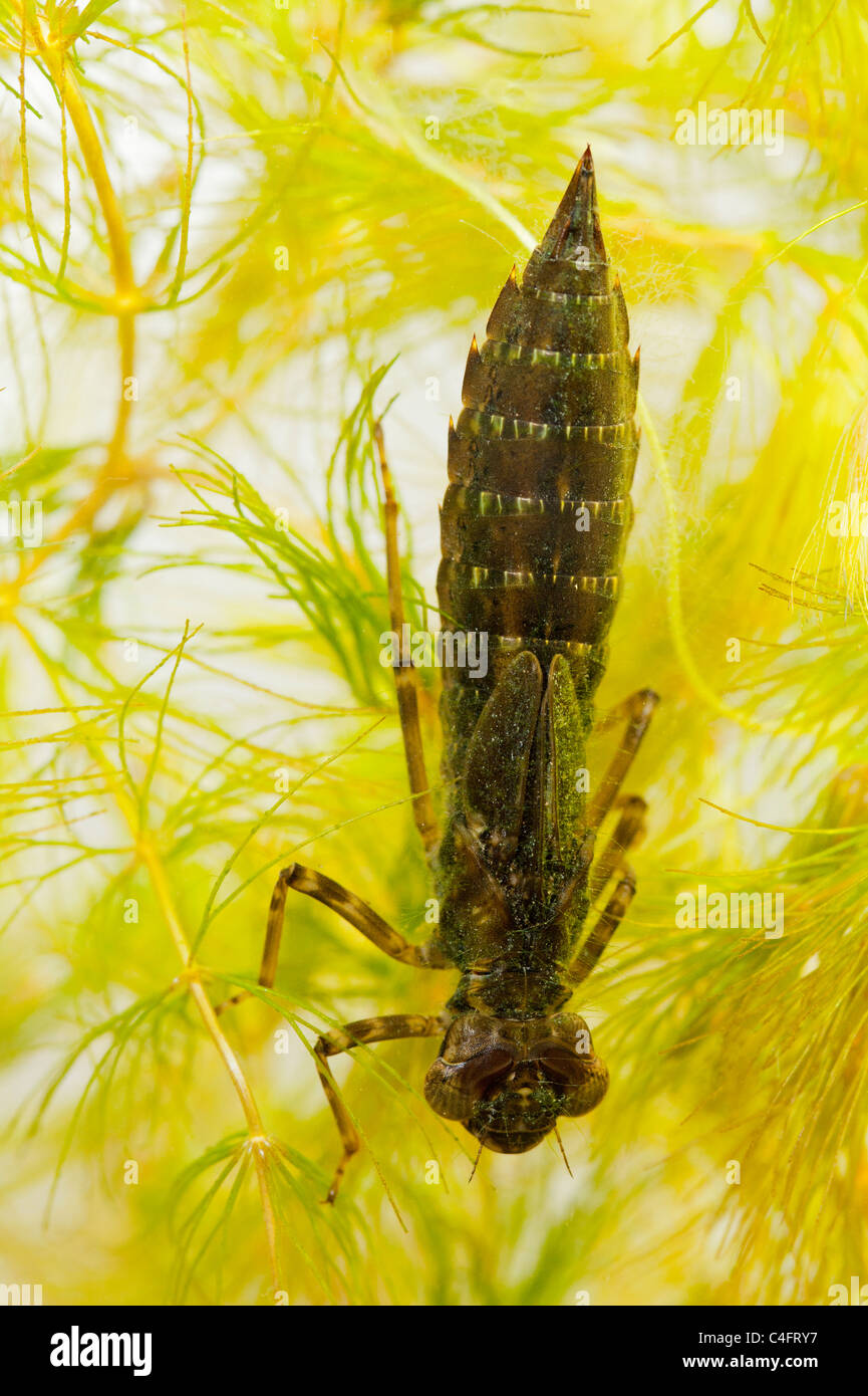 A Dragonfly nymph ( larvae ) swimming in an aquarium in the Uk Stock Photo