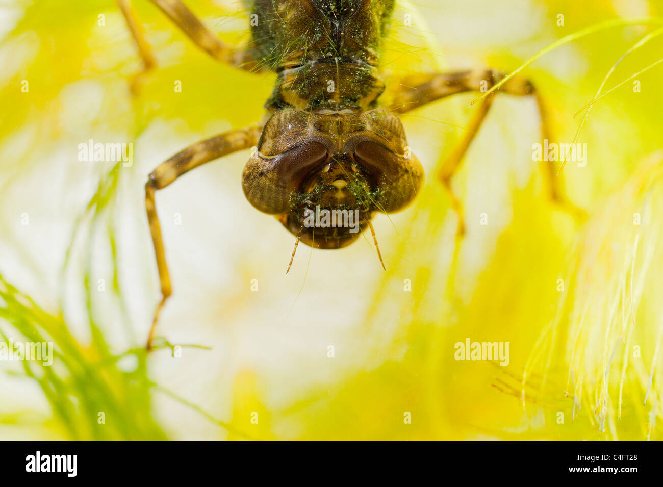 A Dragonfly nymph ( larvae ) swimming in an aquarium in the Uk Stock Photo
