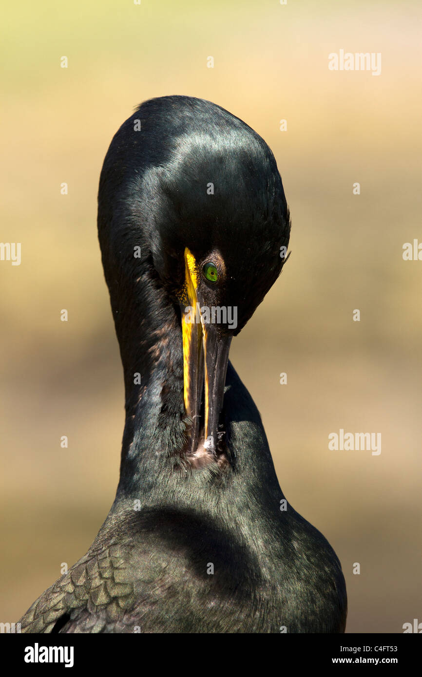 Shag, Phalacrocorax aristotelis preening Stock Photo