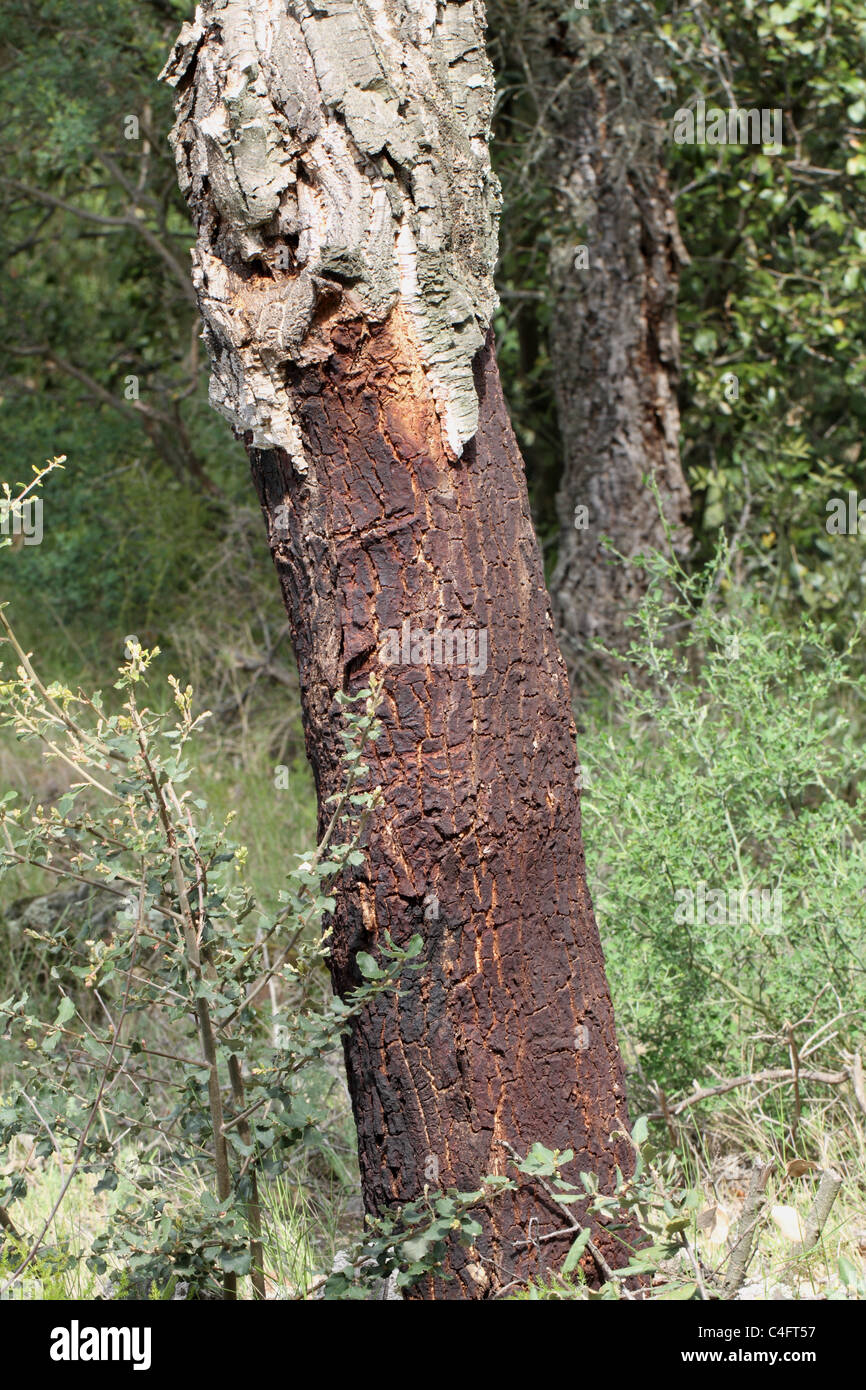 Cork Oak (Quercus suber) in northeastern Spain Stock Photo Alamy