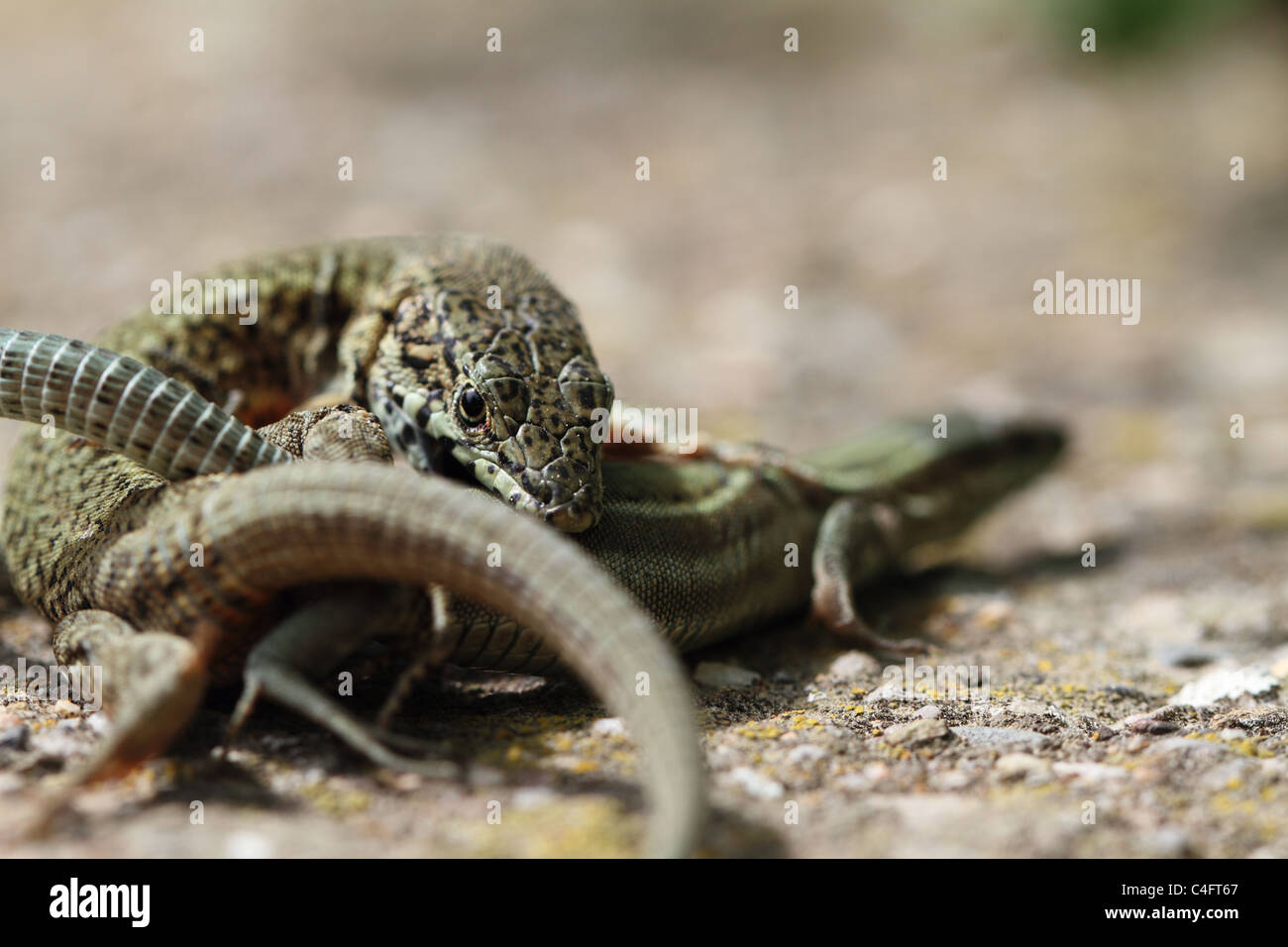 Mating reptiles hires stock photography and images Alamy