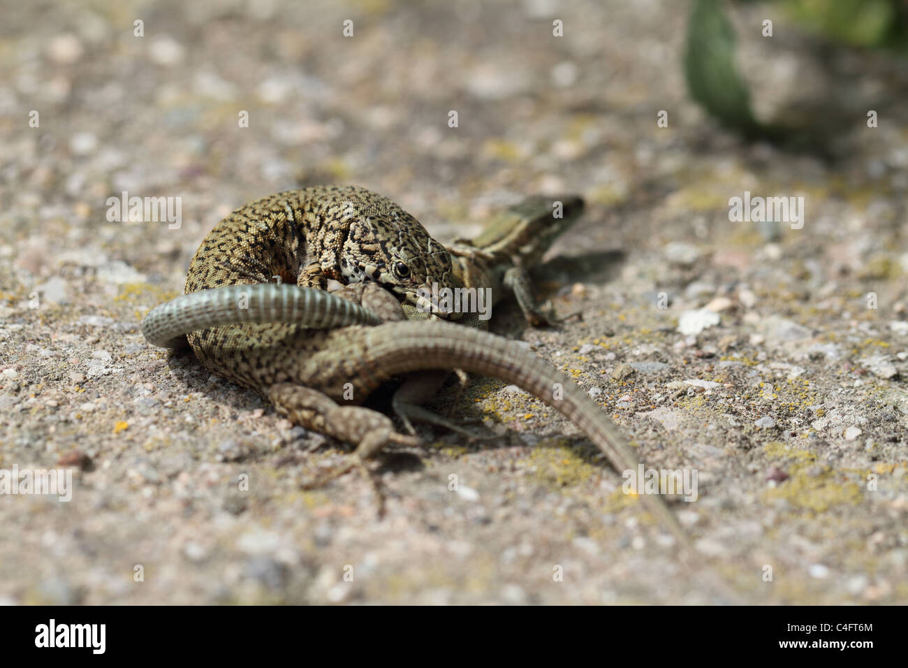 Mating reptiles hires stock photography and images Alamy