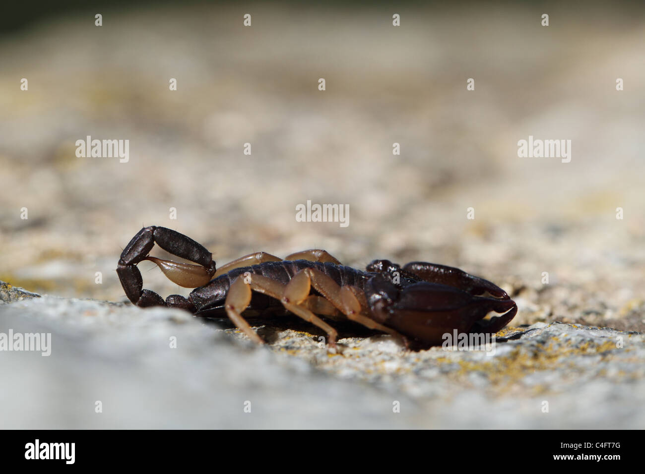 European Yellowtailed Scorpion (Euscorpius flavicaudis) which is not in Southern