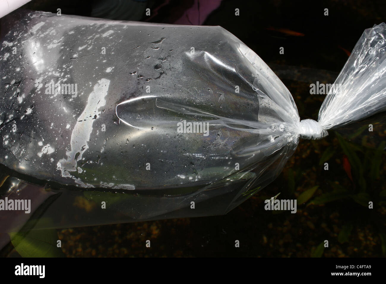 bag containing fish floating in aquarium to equalize water temperature Stock Photo