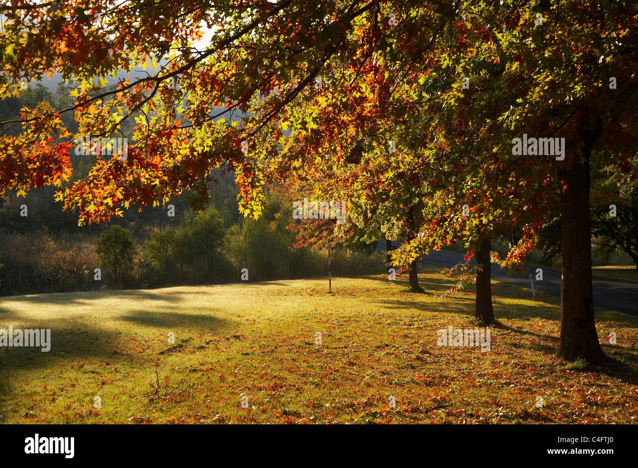 Autumn Trees in Khancoban, Snowy Mountains, New South Wales, Australia Stock Photo