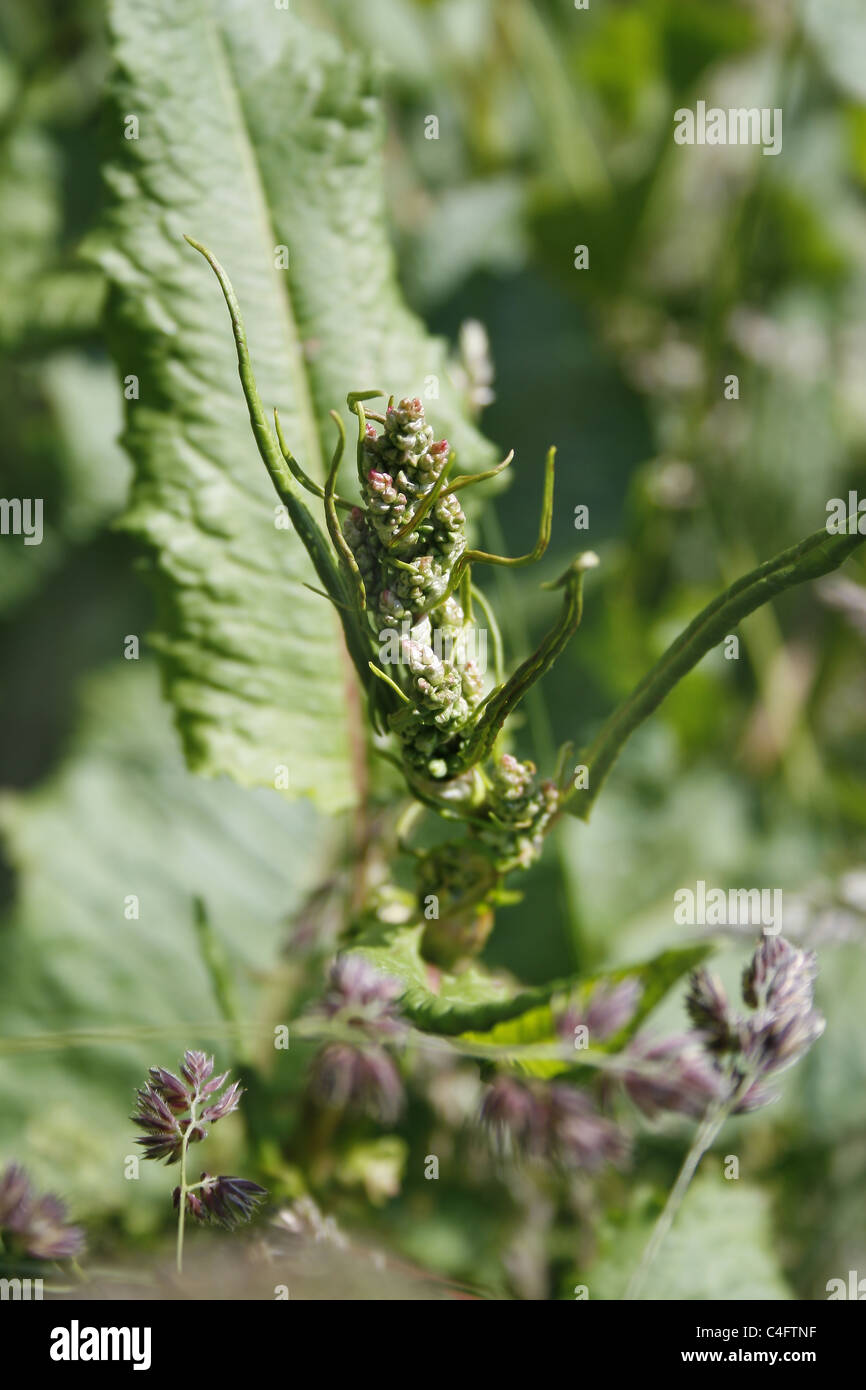 image of water dock leaves and flowers Rumex hydrolapathum Stock Photo