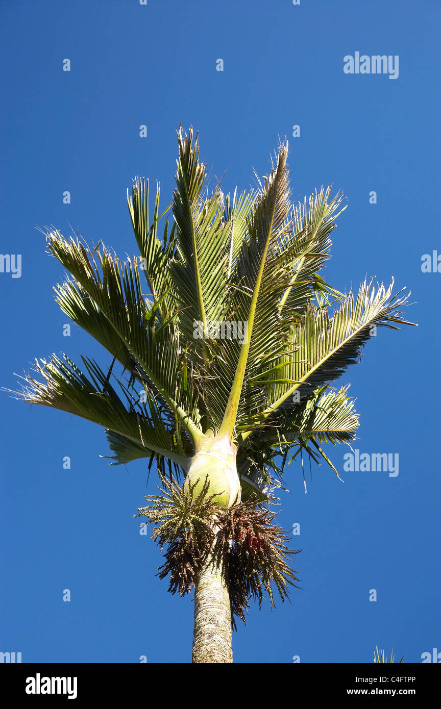 Tree nikau palm native hires stock photography and images Alamy