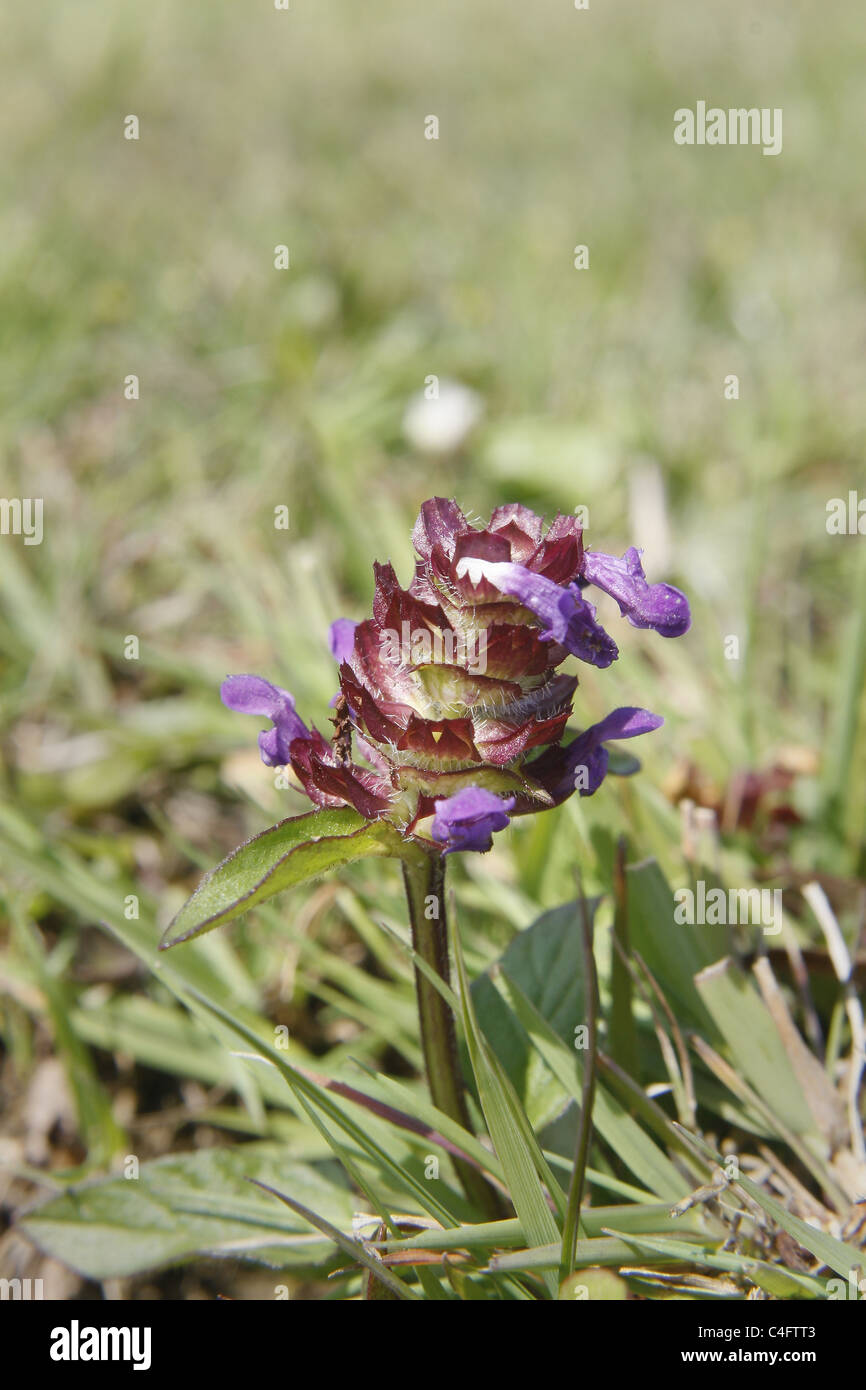 image od selfheal growing in field. Worksop, Notts, England Prunella vulgaris Stock Photo