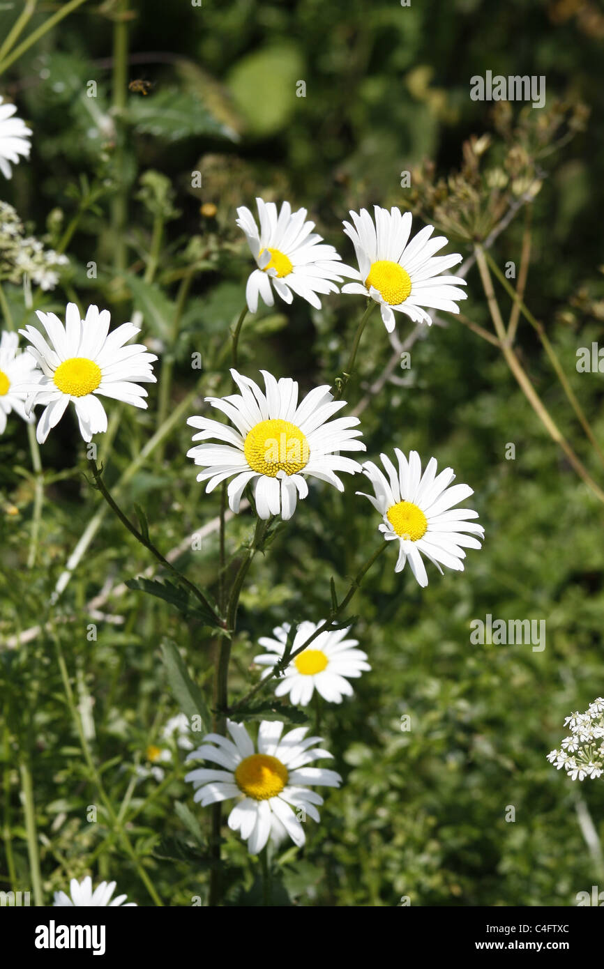 image of oxeye daisy flowers Leucanthemum vulgare Stock Photo