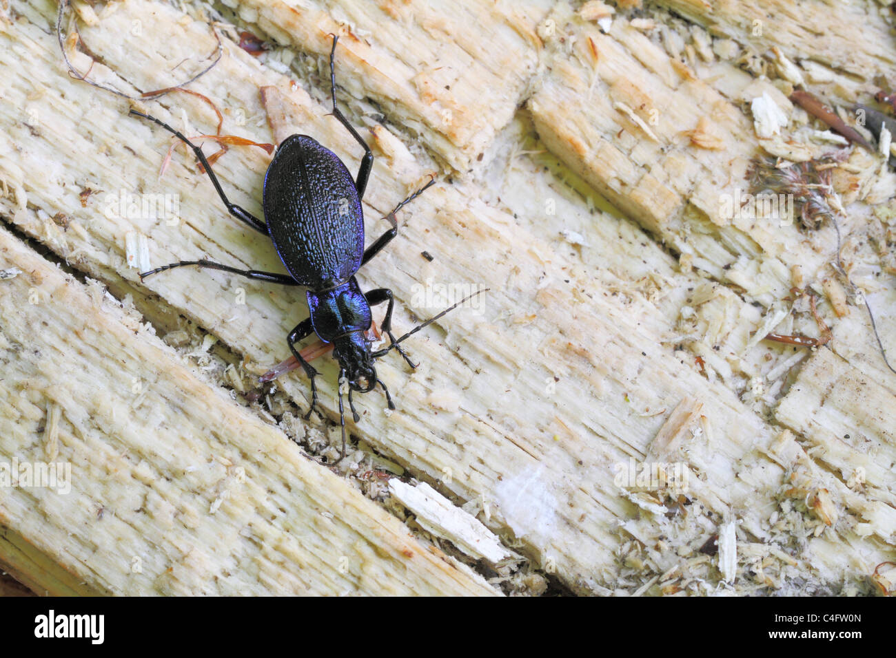 Blue Ground Beetle (Carabus intricatus) on decaying wood. Stock Photo