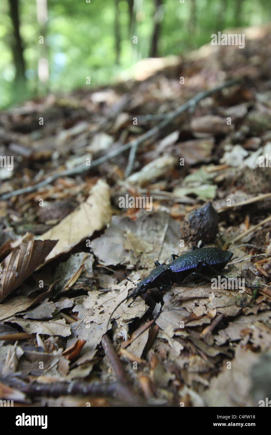 Blue Ground Beetle (Carabus intricatus) and habitat. Stock Photo
