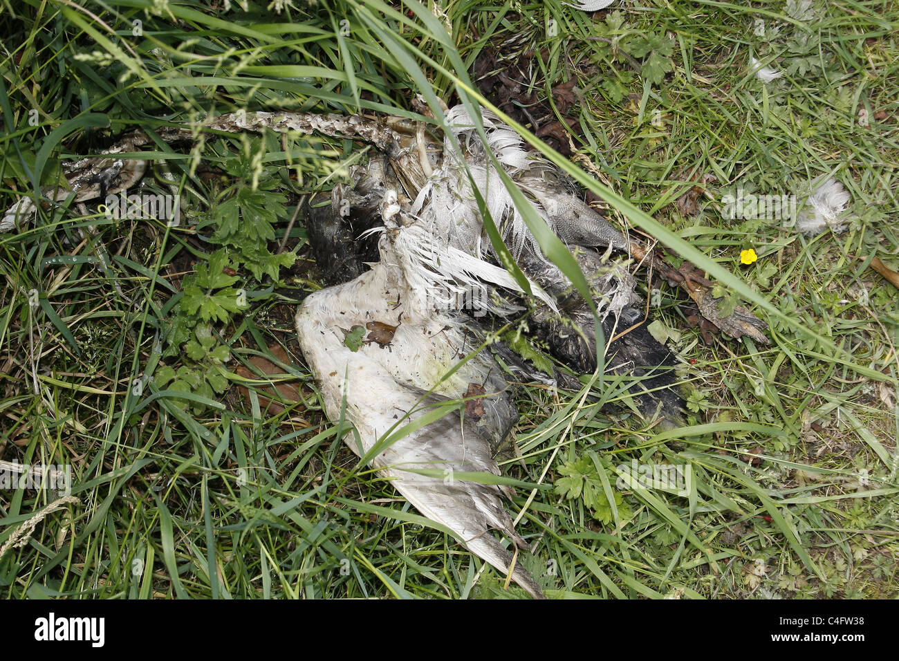 dead duck in grass beside chesterfield canal. Worksop, Notts, England Stock Photo