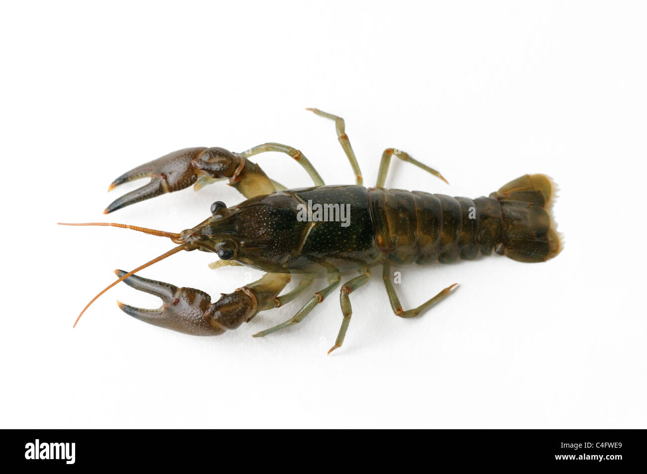 Cambarid crayfish Stock Photo