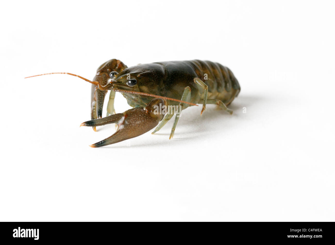 Cambarid crayfish Stock Photo