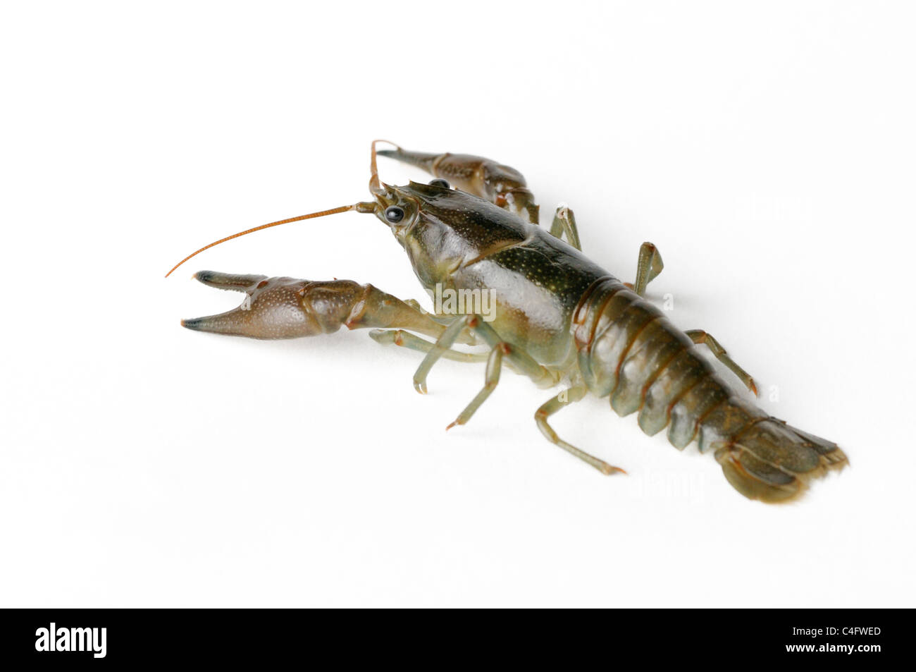 Cambarid crayfish Stock Photo