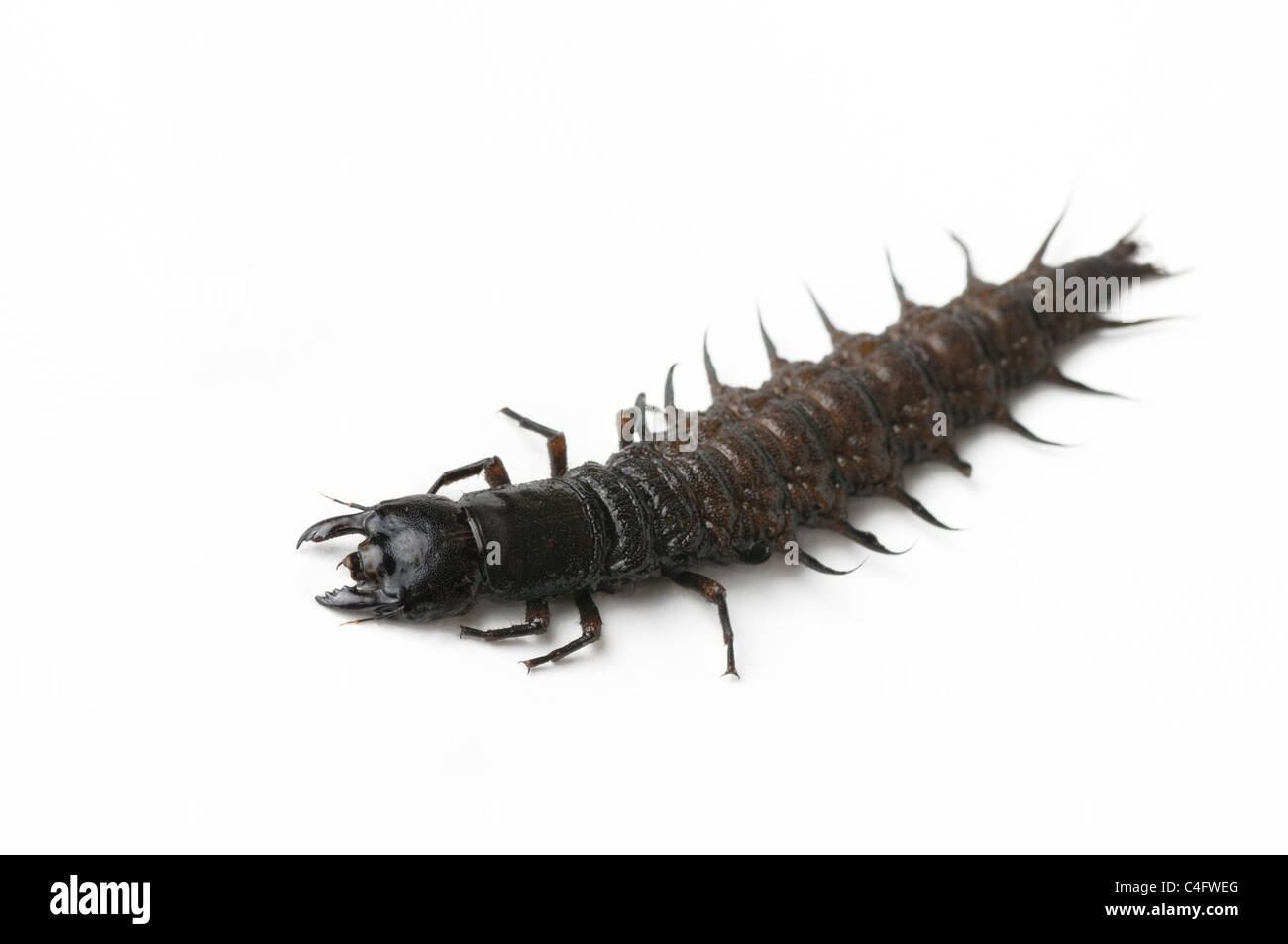 Hellgrammite. The larval form of a dobsonfly Stock Photo - Alamy