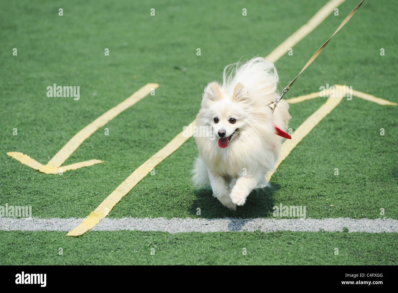 White Pomeranian dog running on the playground Stock Photo