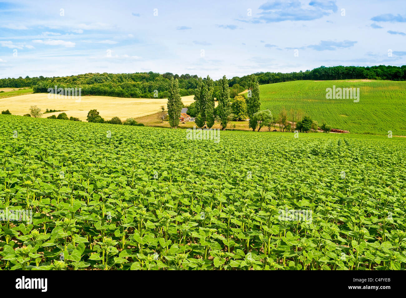 Fields of Sunflowers (not in flower) - Indre-et-Loire, France. Stock Photo