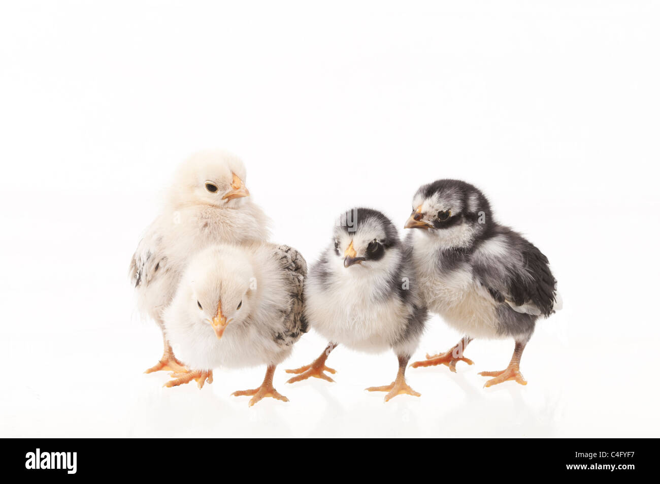 four chicks on white background Stock Photo