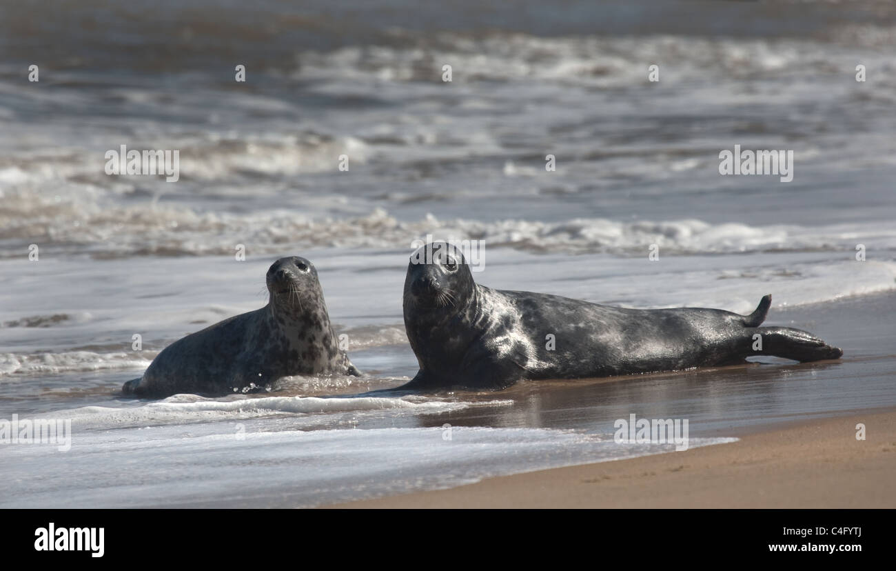 Colony of Grey Seals on the Norfolk Coast, East Anglia, UK Stock Photo
